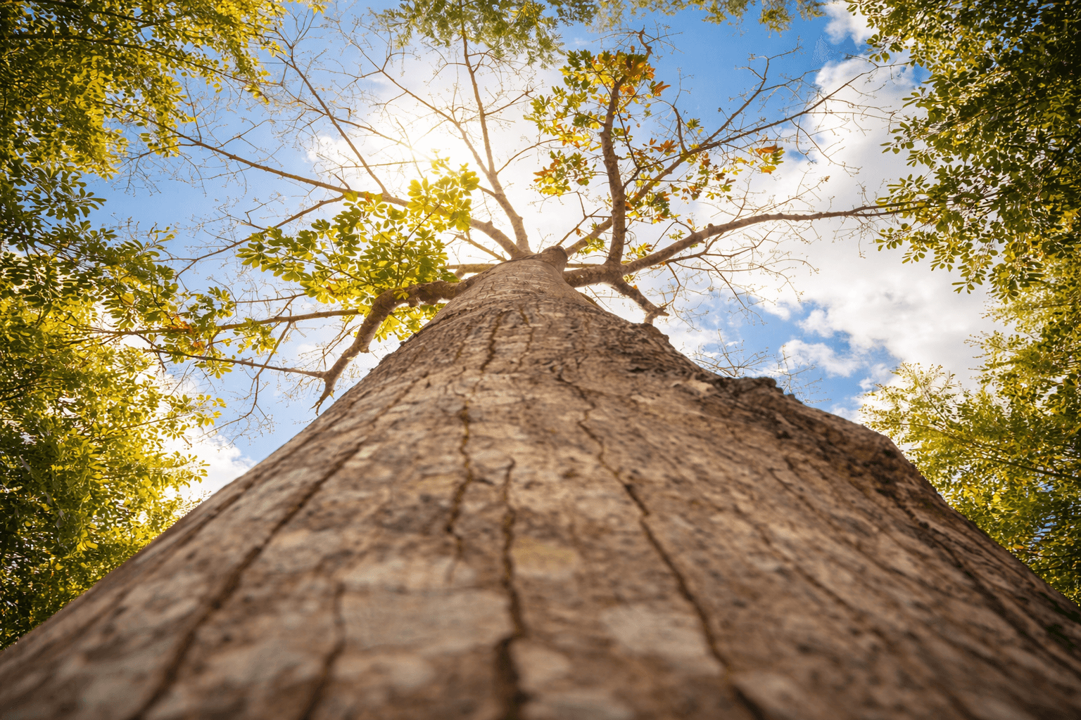 Árbol alto en la selva maya